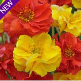 Geum flore plena 'Sunbeam' 